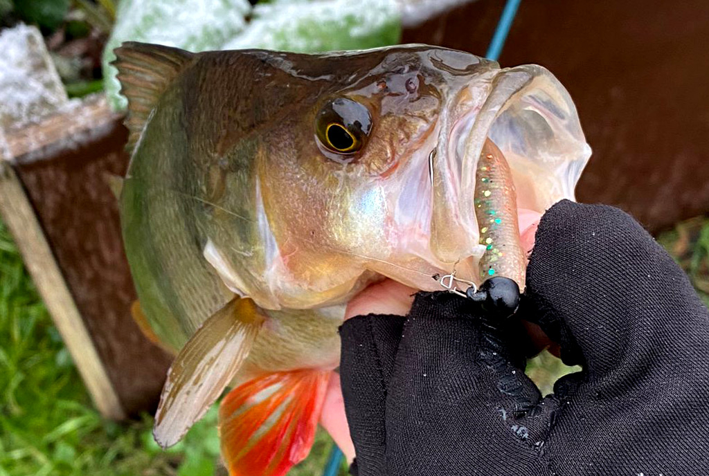 Ned rigs zijn erg effectief voor het vissen op baars.