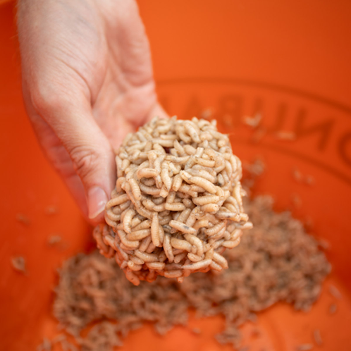 Sonubaits Maggot Glue