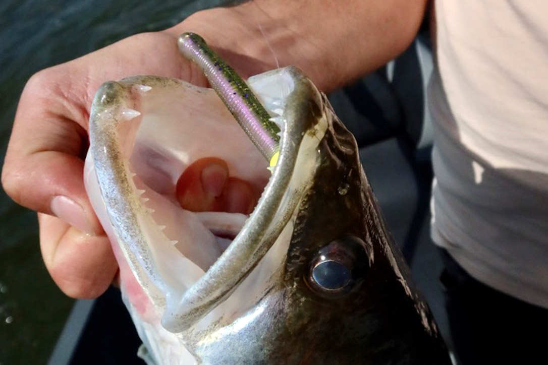 Ook snoekbaarzen zijn heel goed te vangen met een Ned Rig
