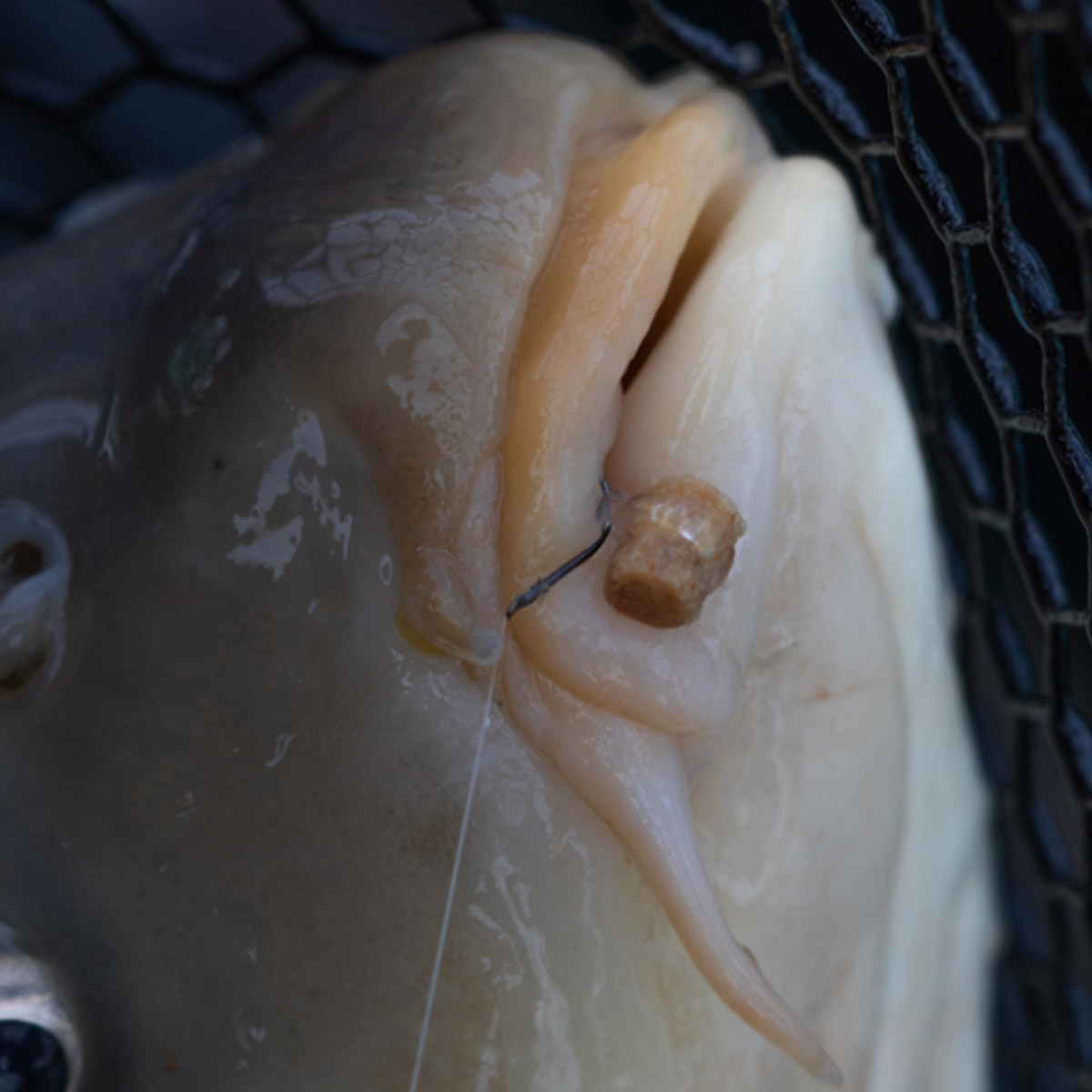 Preston Innovations Hookable Bait Bands