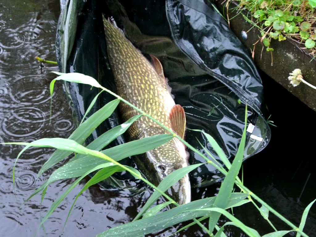 gebruik een onthaakmat wanneer je op snoek vist met dode aasvissen