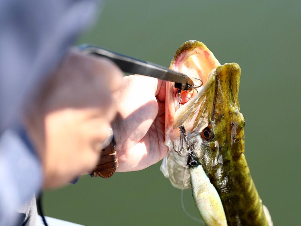 Gebruik een goede onthaaktang wanneer je gaat vissen op snoek