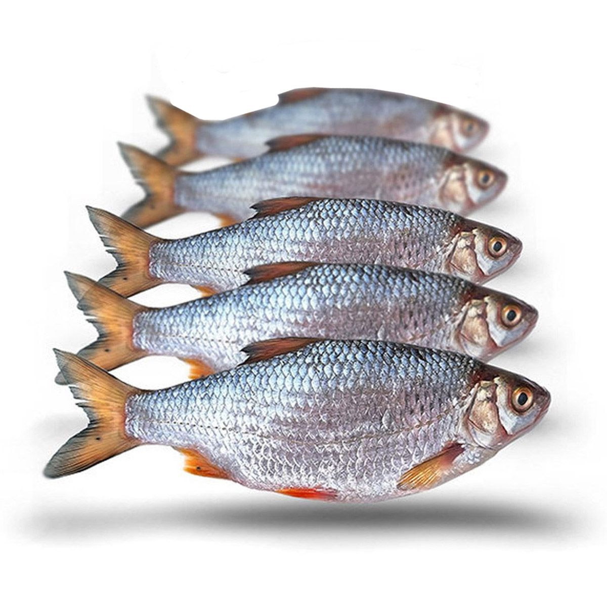 Steijn Live-Bait & Tackle Voorn Middel