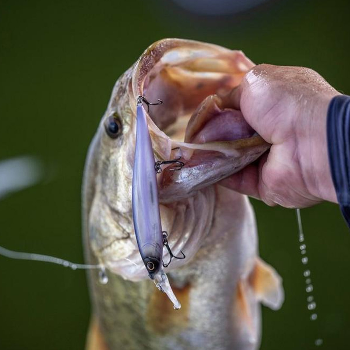 Berkley Dex Stunna 11 CM 