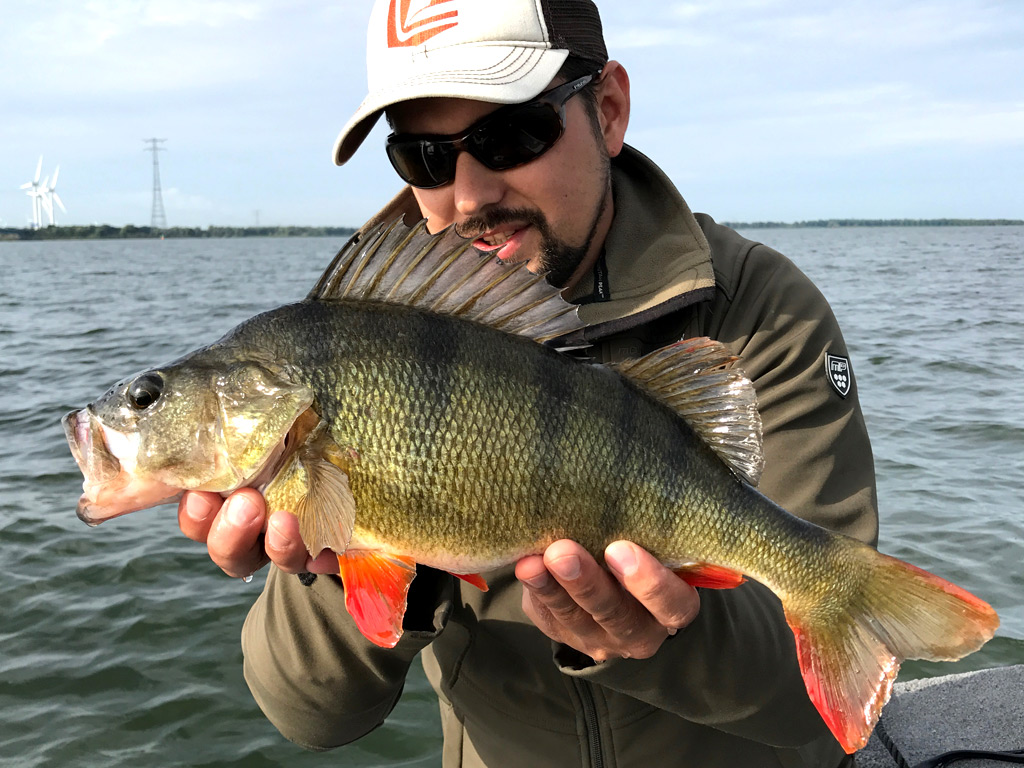 baars vangen met een chatterbait of spinnerbait