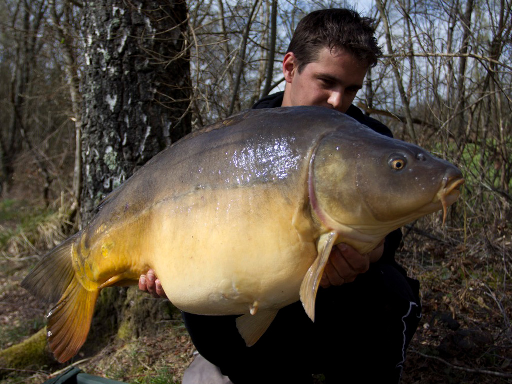 Grote karpers vangen 