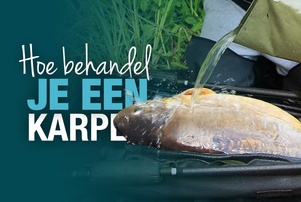 Je hebt een karper gevangen: wat nu?