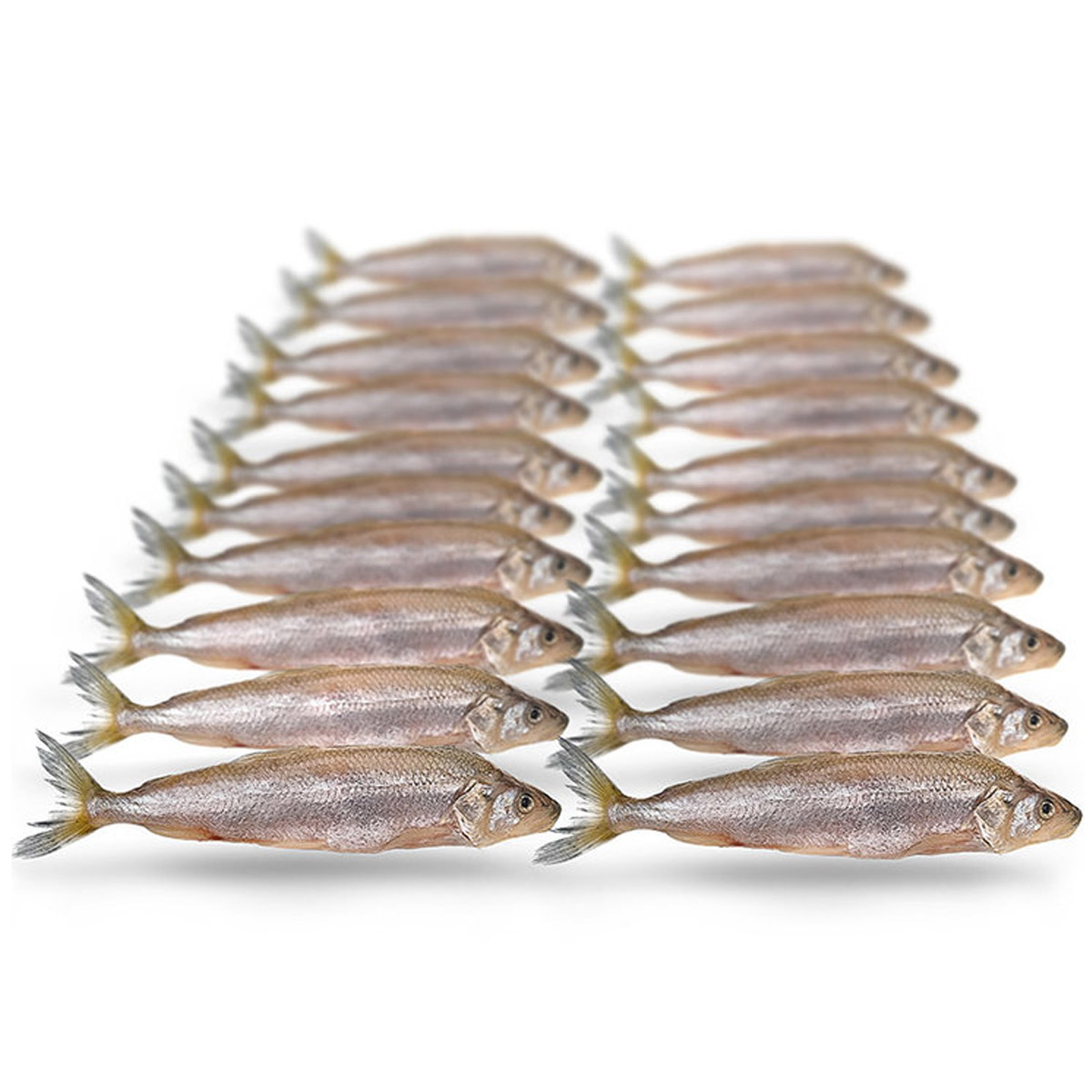 Prebaits Spiering Klein