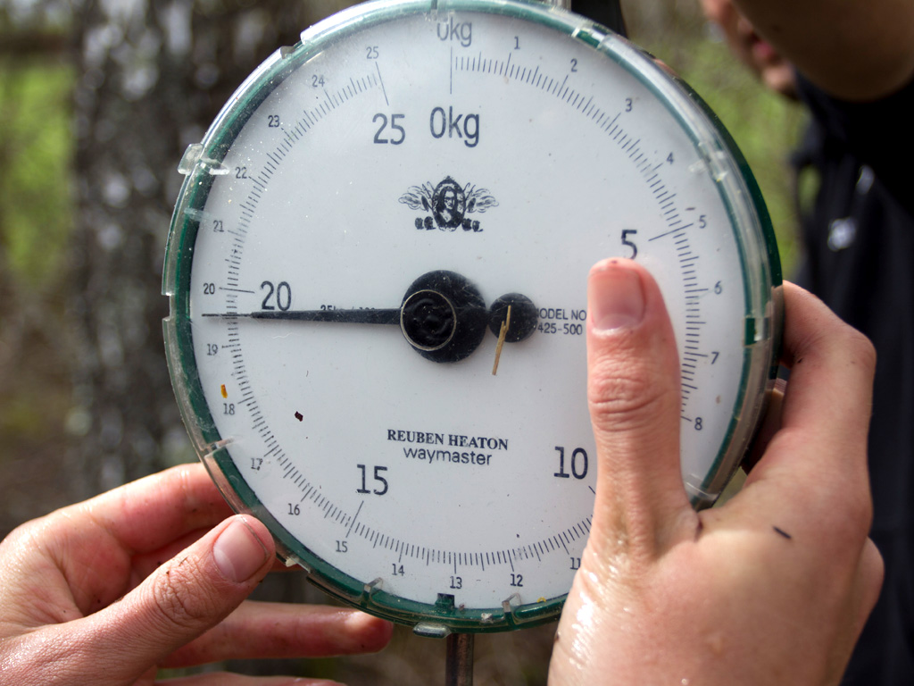 Het aflezen van het gewicht van een karper