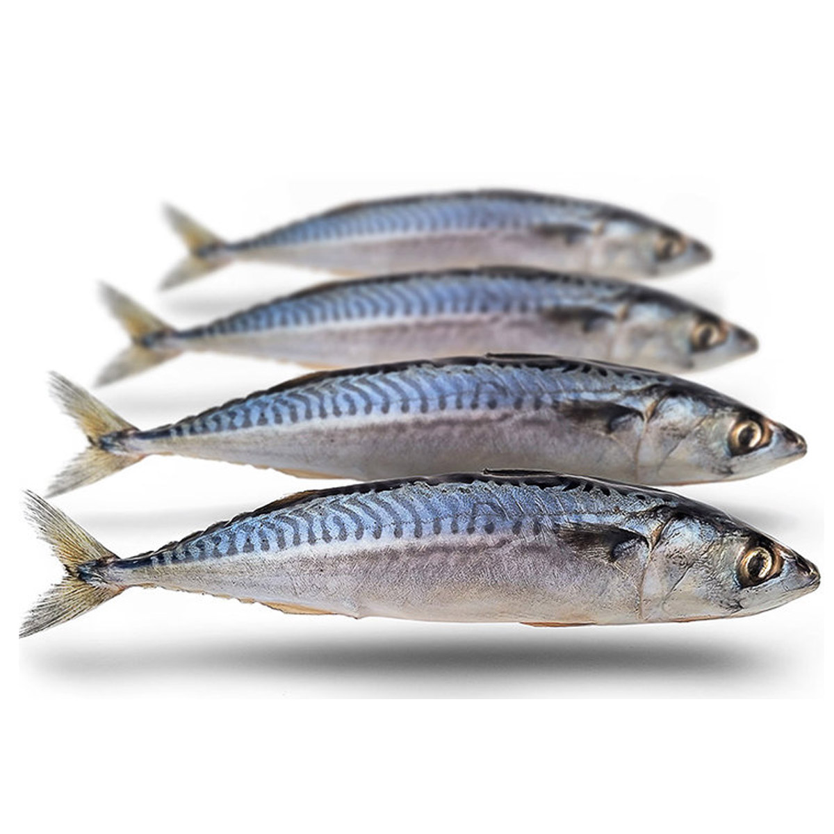 Prebaits Makreel Middel