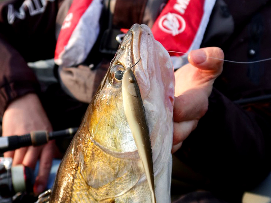 Een dropshot montage voor het vangen van Baars, snoekbaars en snoek