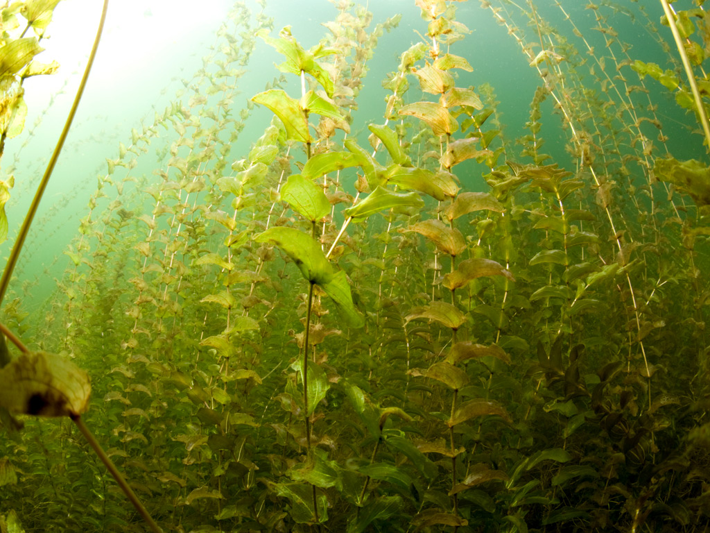 Doorgroeid fonteinkruid met een spinnerbait