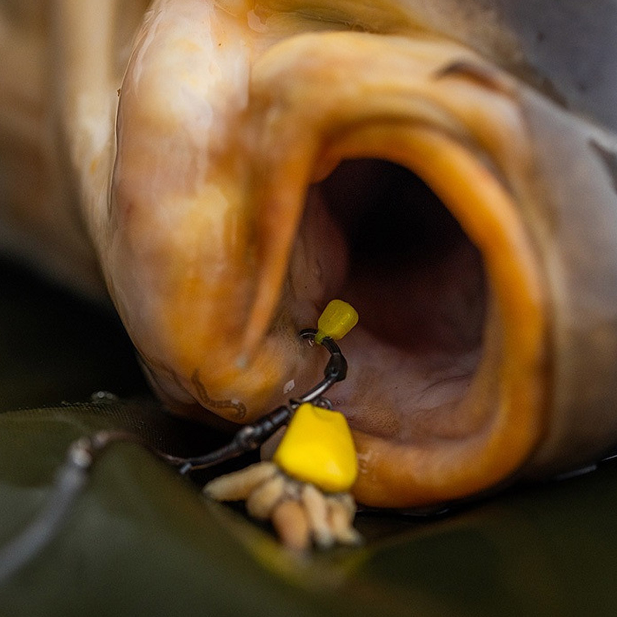 Pole Position Tungsta Corn Shot