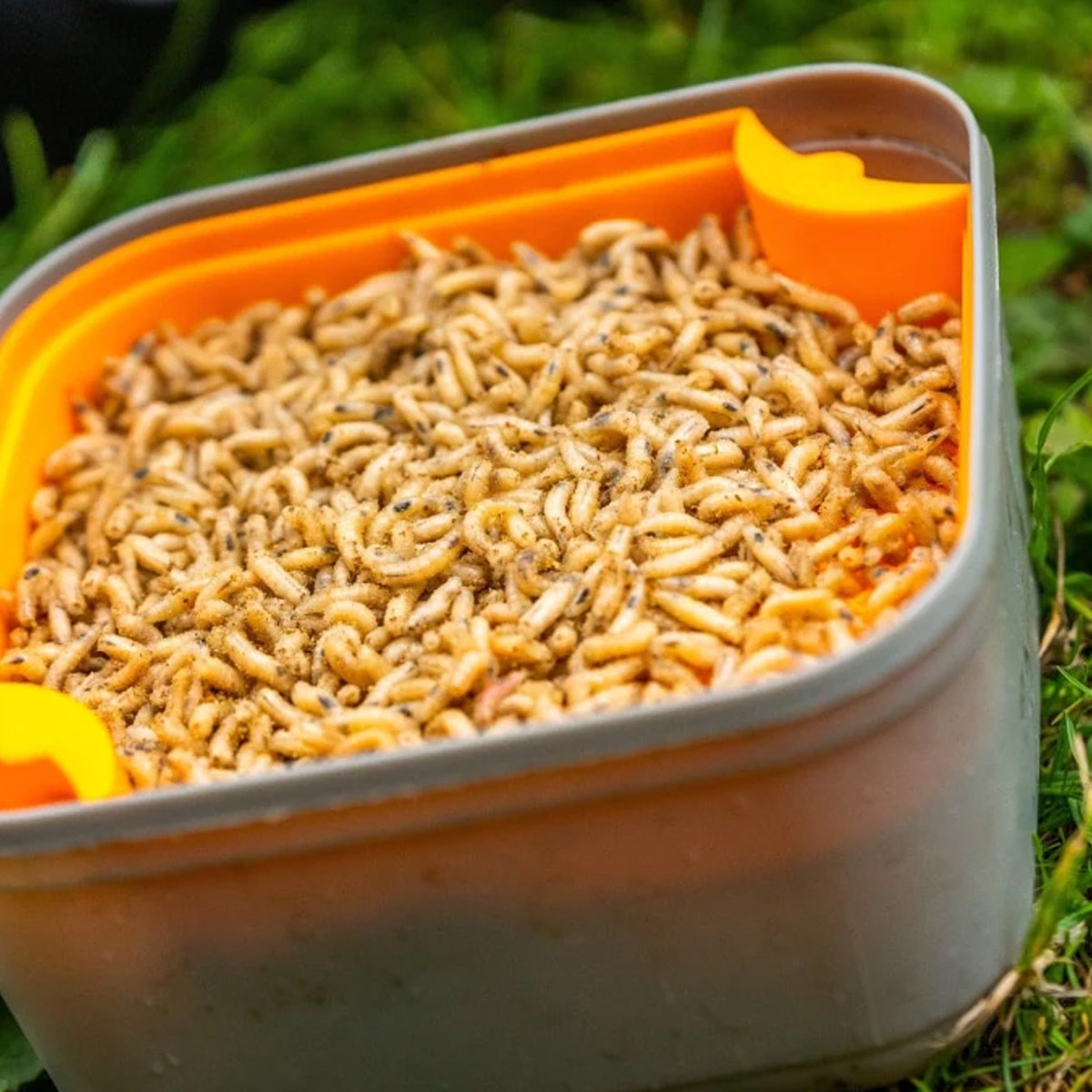 Guru Maggot Riddle Orange