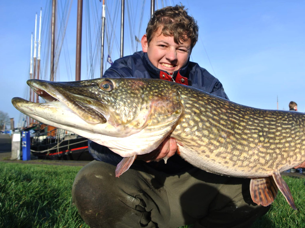 Vissen met dode aasvissen op grote snoeken in havens