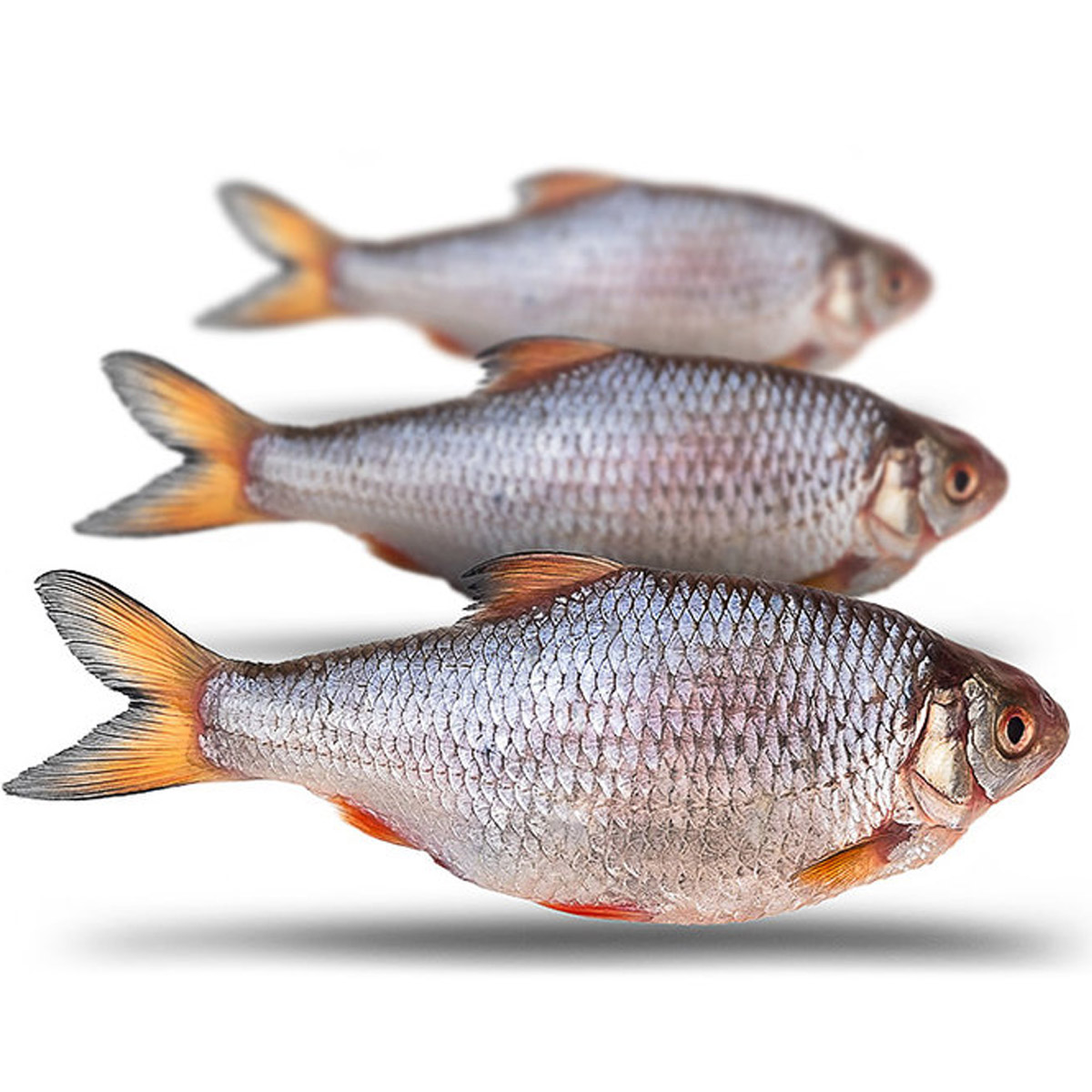 Prebaits Voorn Groot