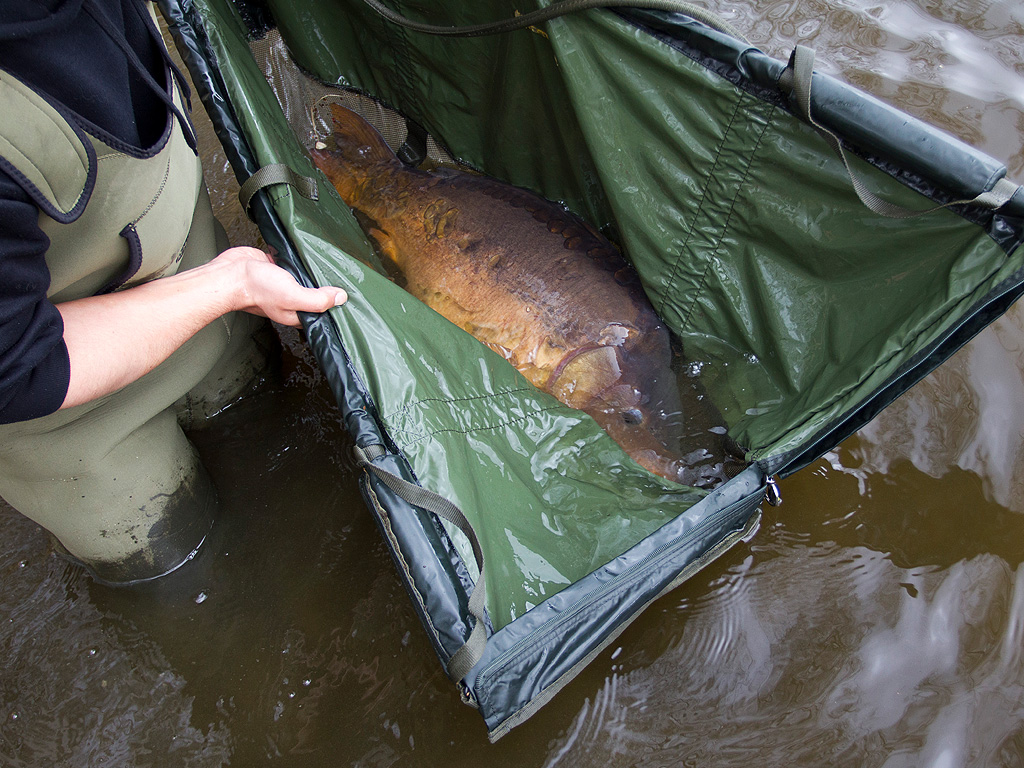 Het terugzetten van een karper