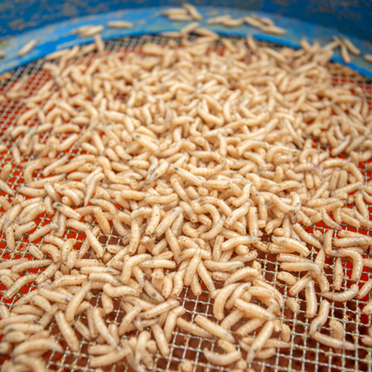 Sonubaits Maggot Glue