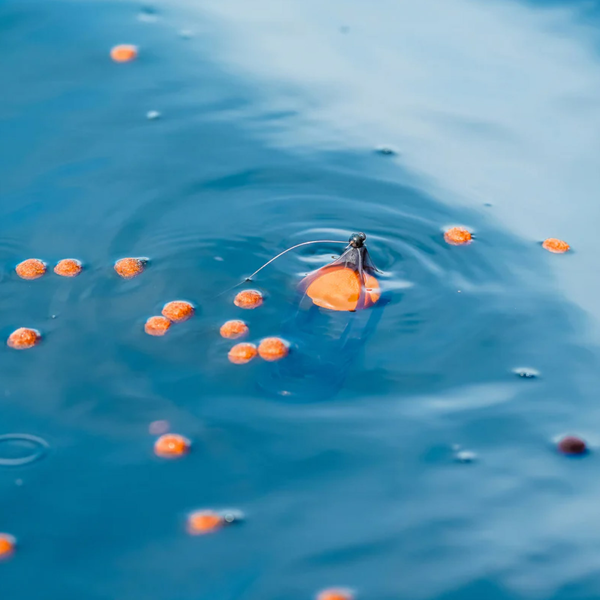 Korum Surface Feeder Float