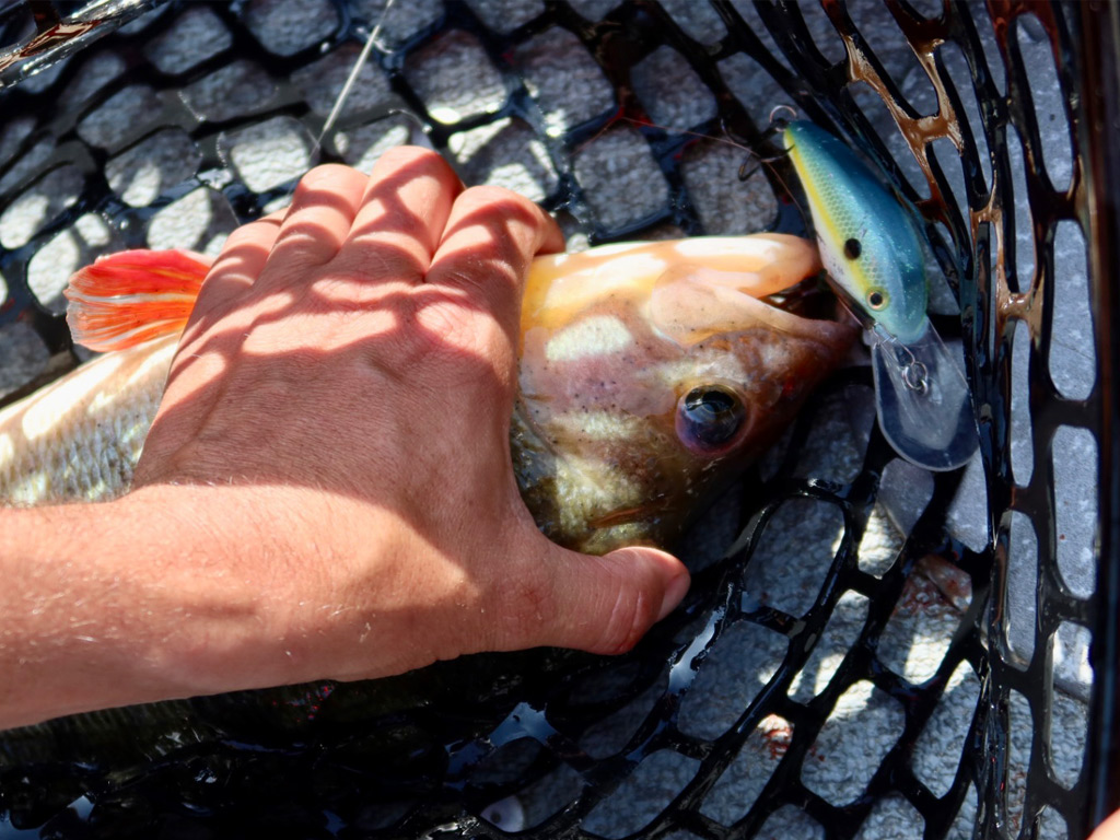 Baarzen vangen met crankbaits