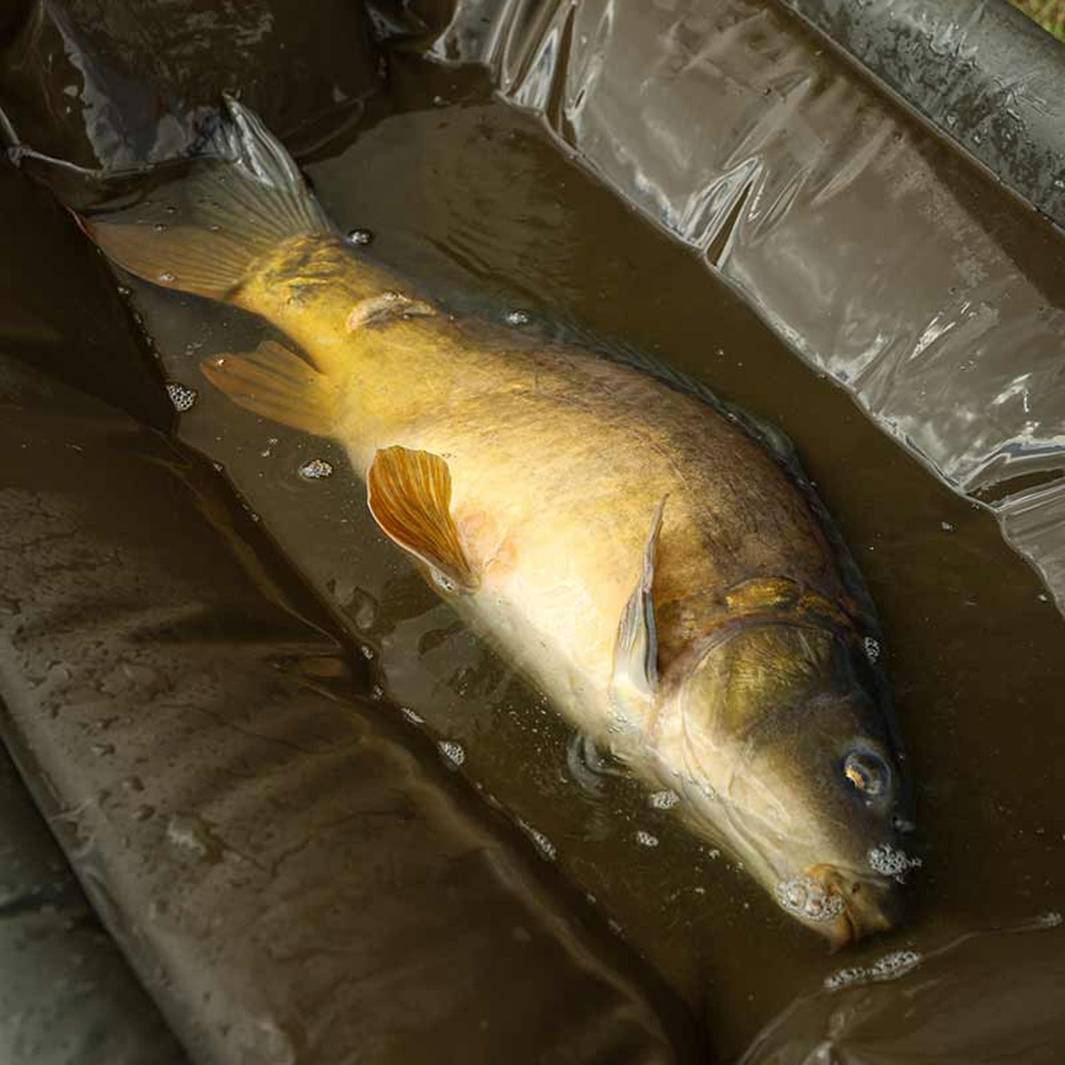 Fox Carpmaster Welded Cradle