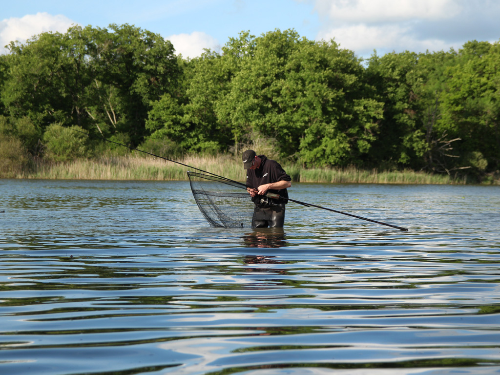 Het scheppen van een karper