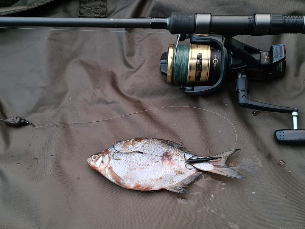 vissen met dode aasvissen op grote snoeken