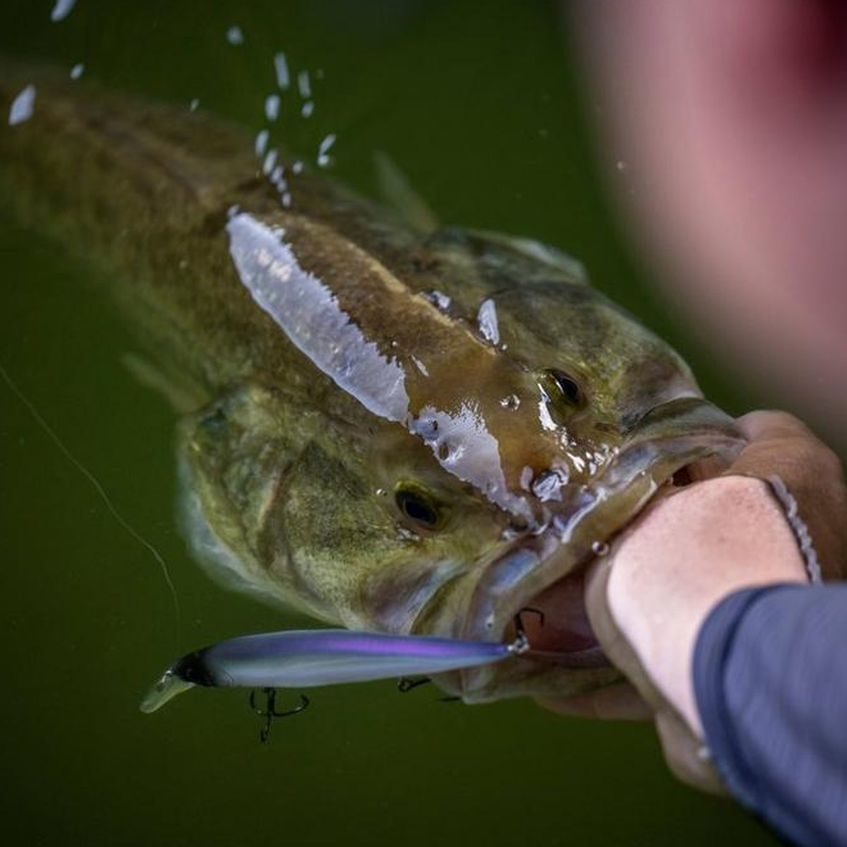 Berkley Dex Stunna 11+1 CM 