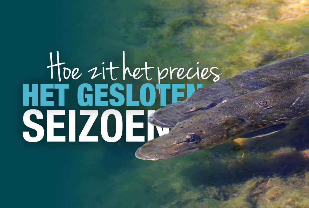 Het gesloten seizoen voor roofvis: hoe zit dat precies?