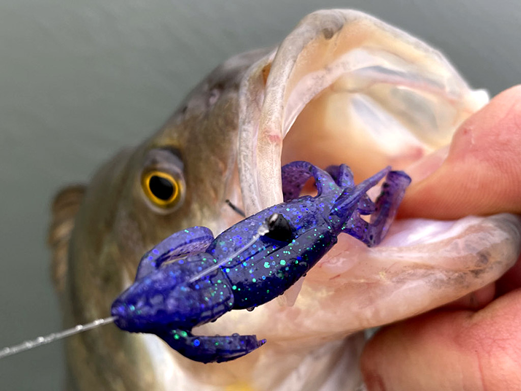 Grote baarzen vangen met een Carolina Rig