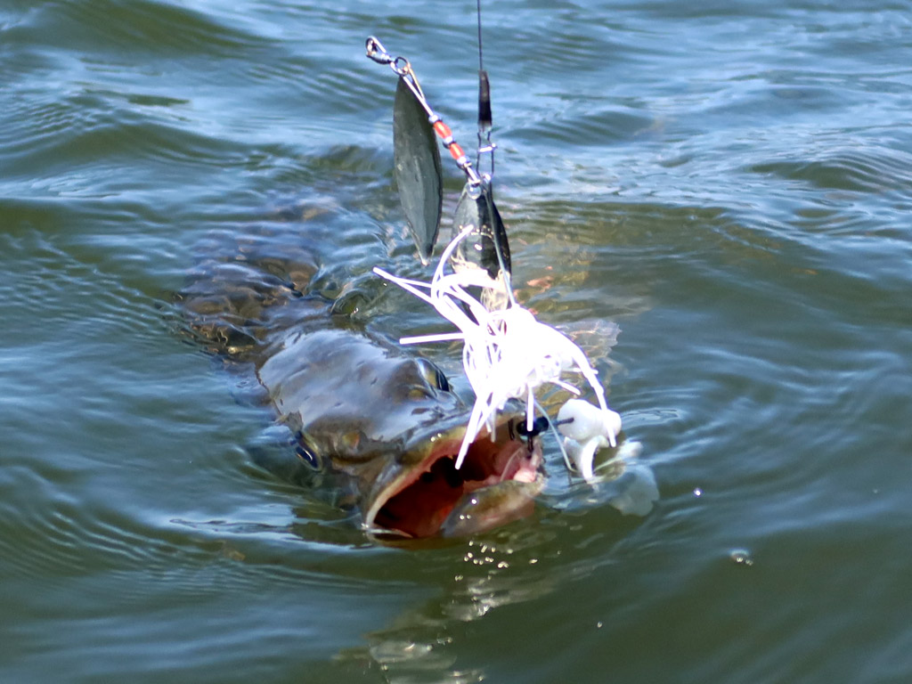 Spinnerbaits voor het vissen op snoek