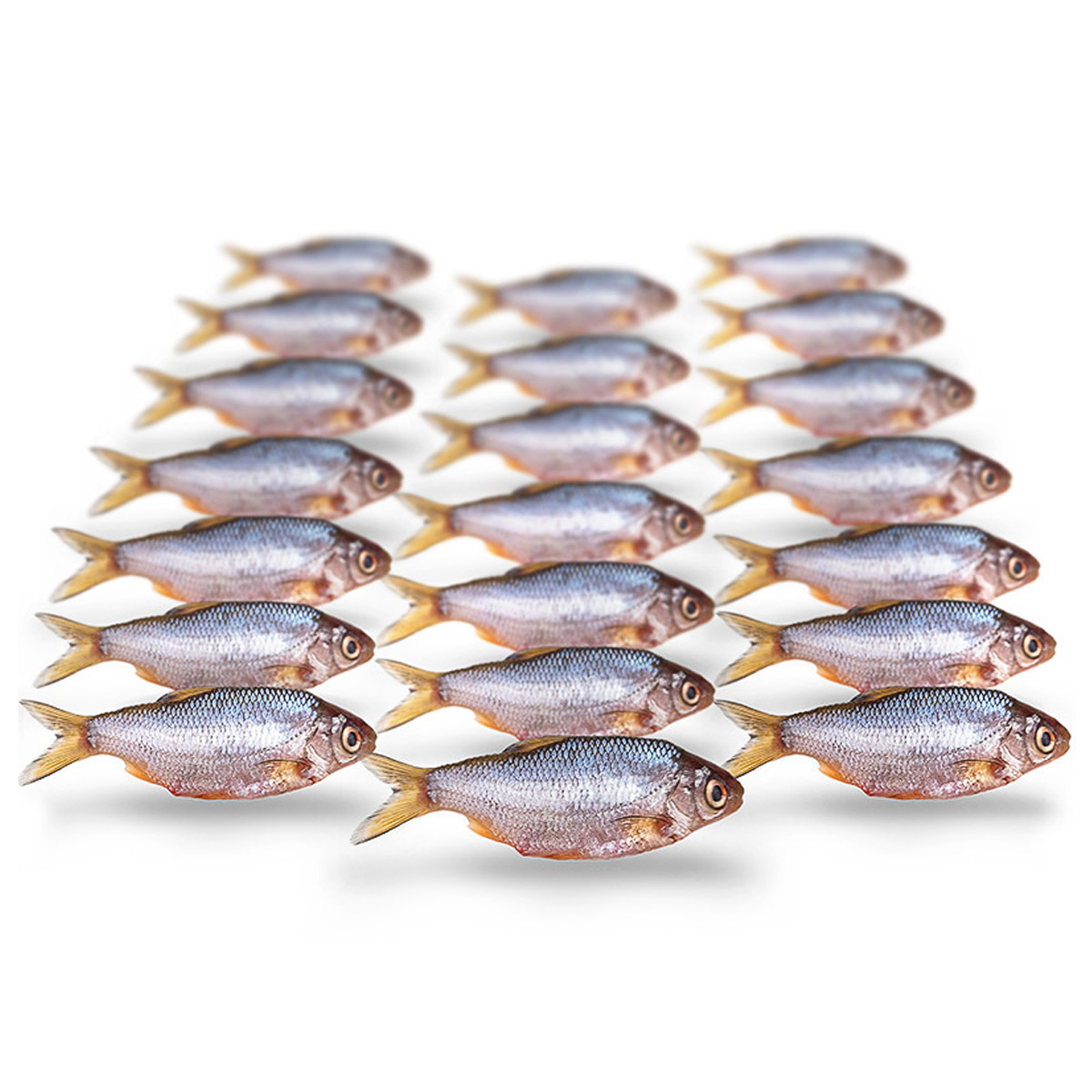 Prebaits Voorn / Kolblei Klein