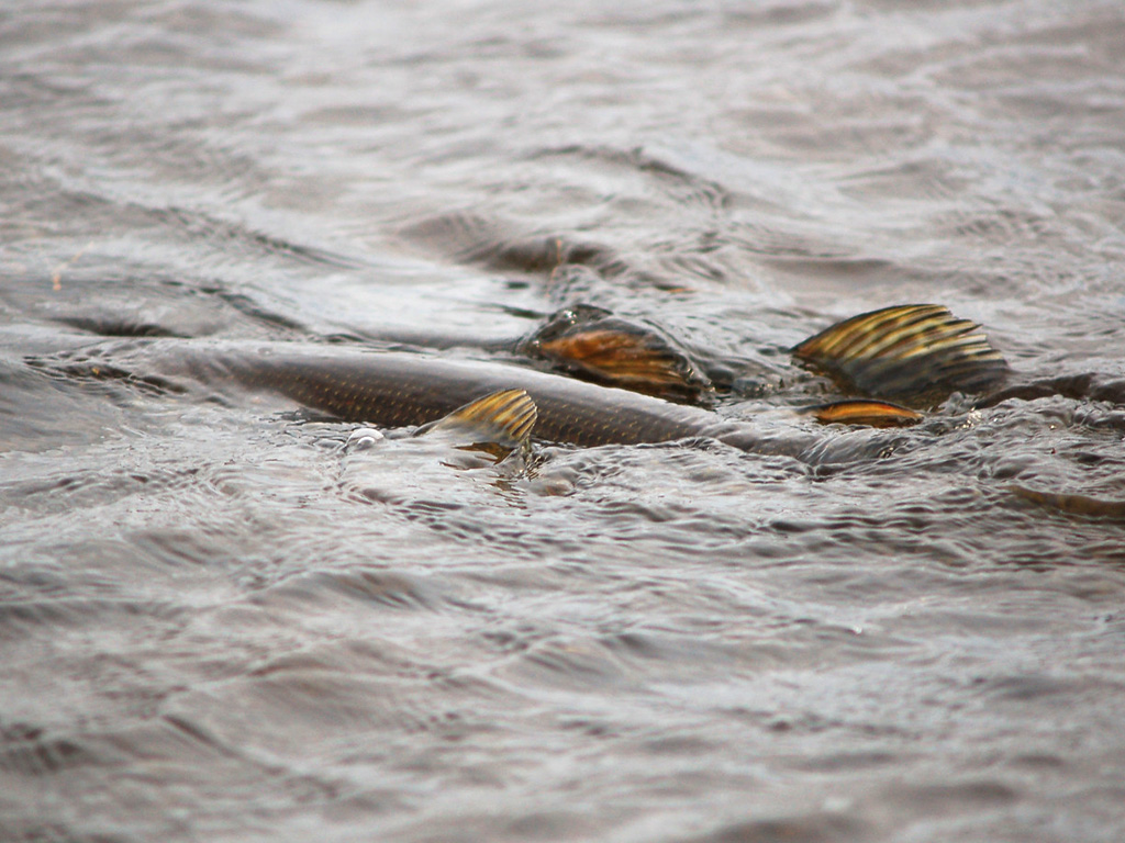 De gesloten tijd voor het vissen op snoek, snoekbaars en baars