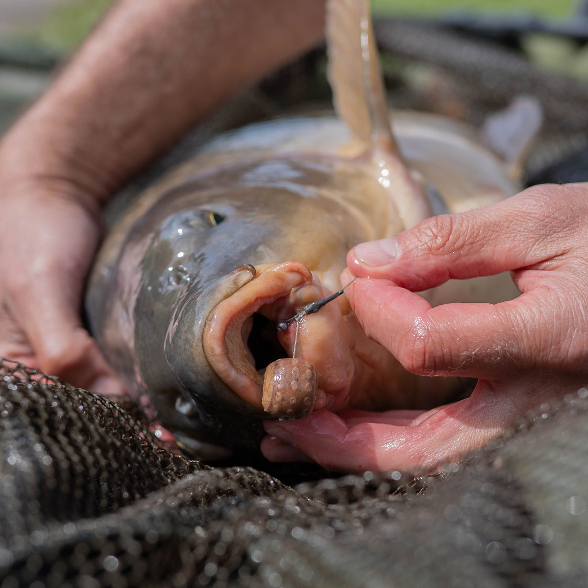 Pole Position Tungsten Line Aligners Medium
