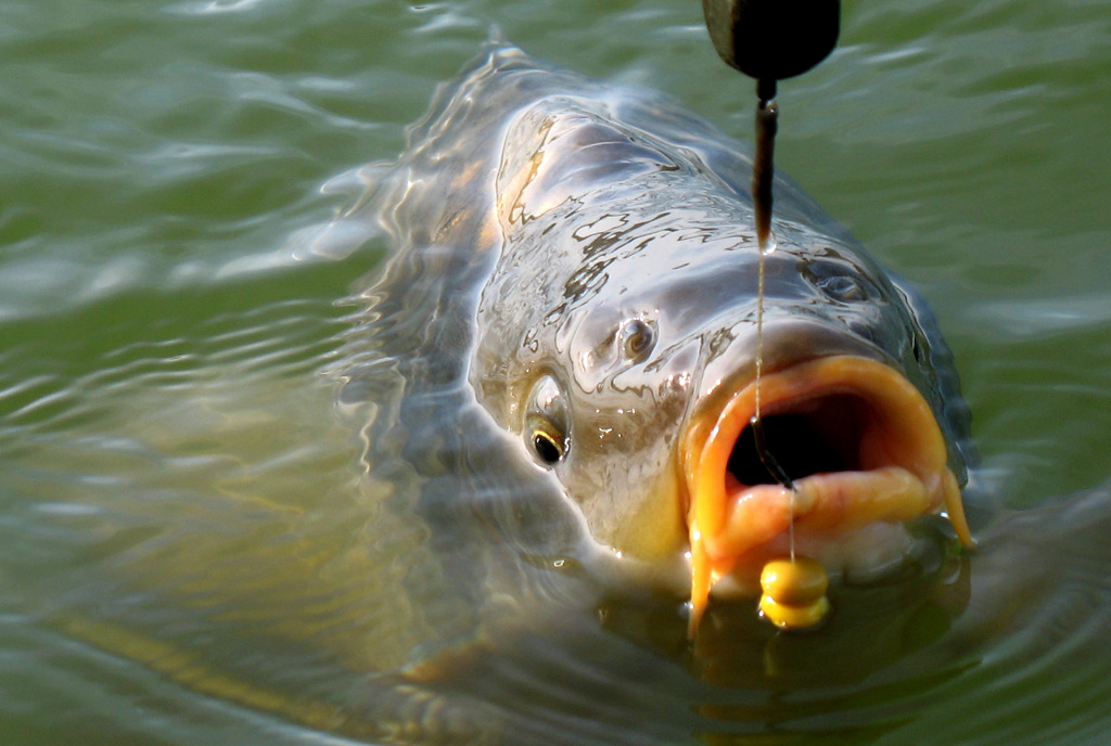 Mais voor het vissen op karper