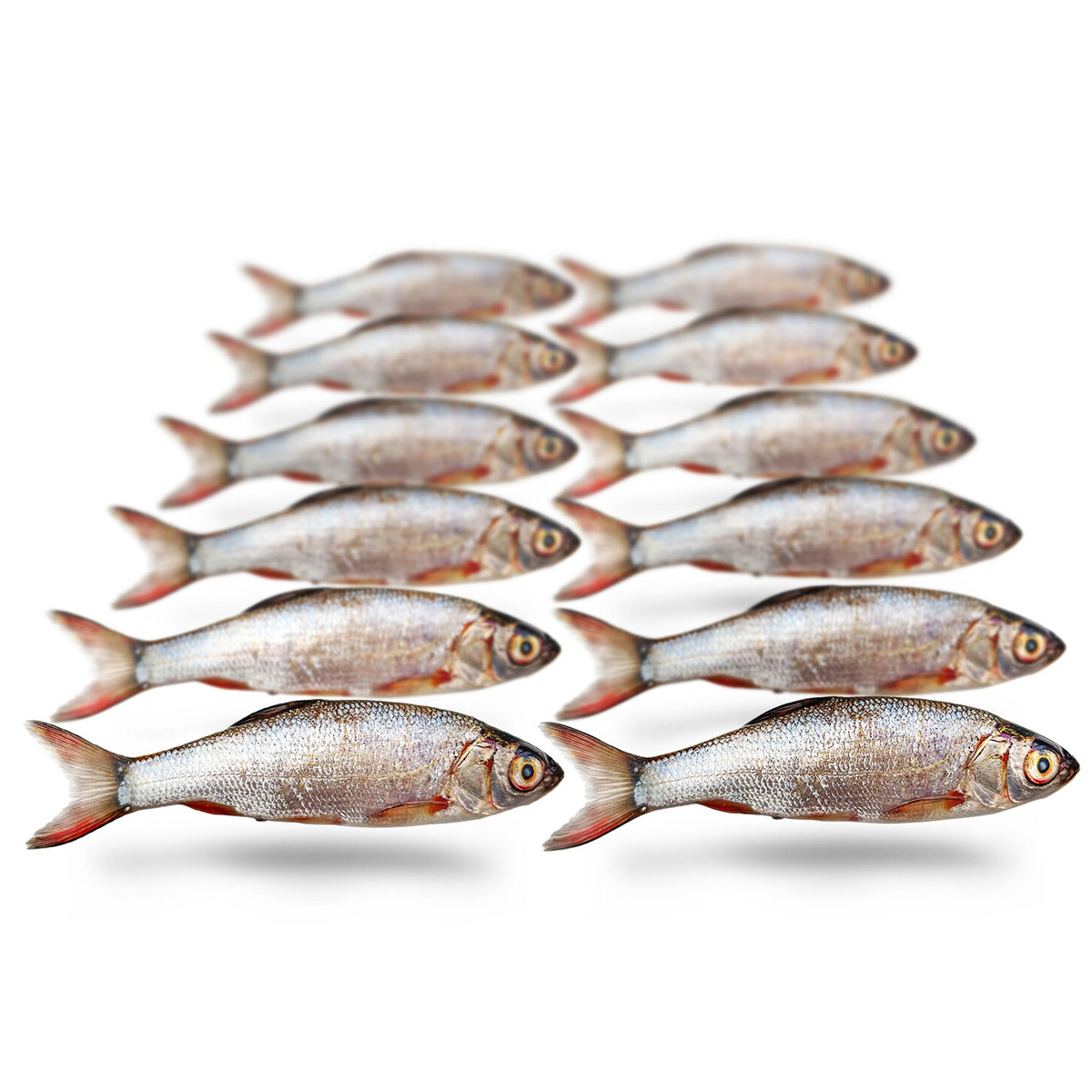 Prebaits Zilverwinde Klein