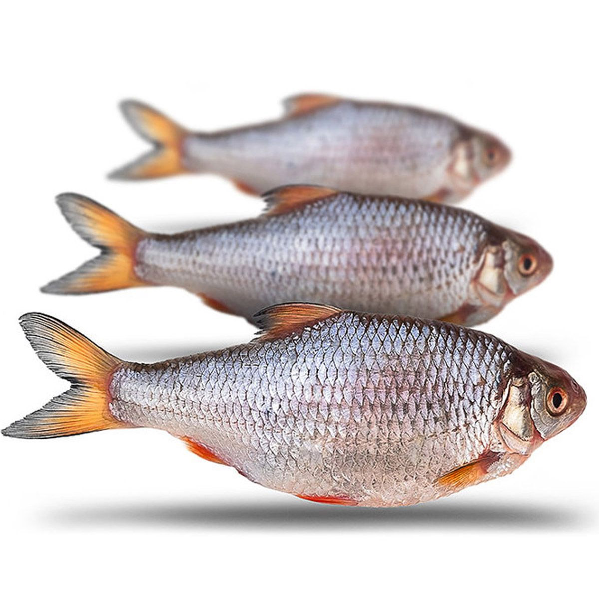 Steijn Live-Bait & Tackle Voorn Groot