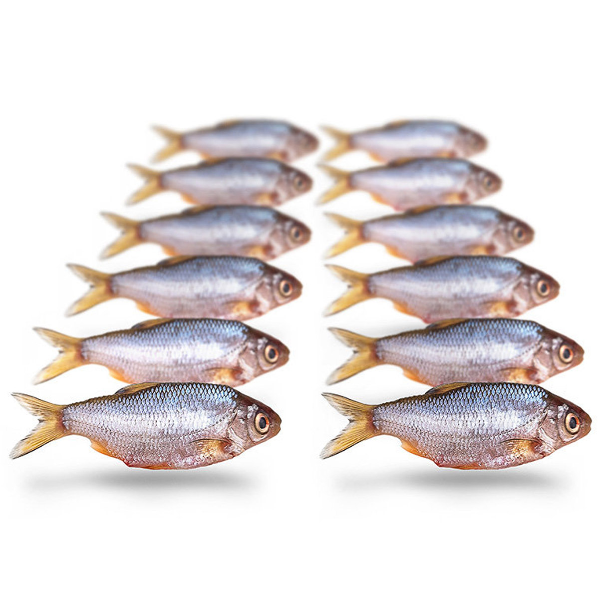 Steijn Live-Bait & Tackle Voorn Klein