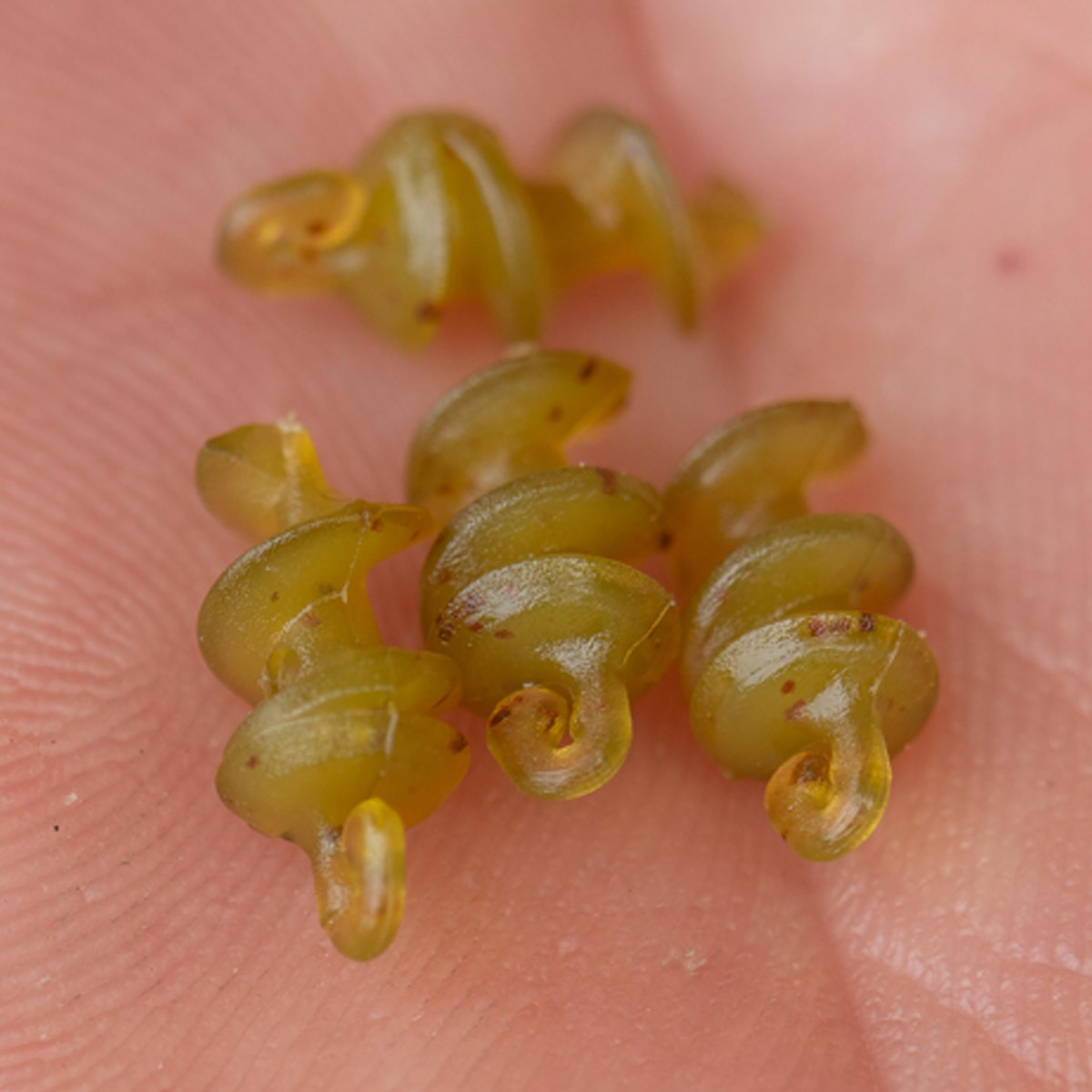 Korum Smokescreen Meat Screws