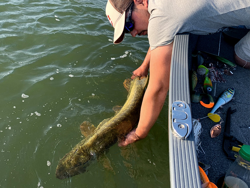 Snoek vangen met een spinnerbait