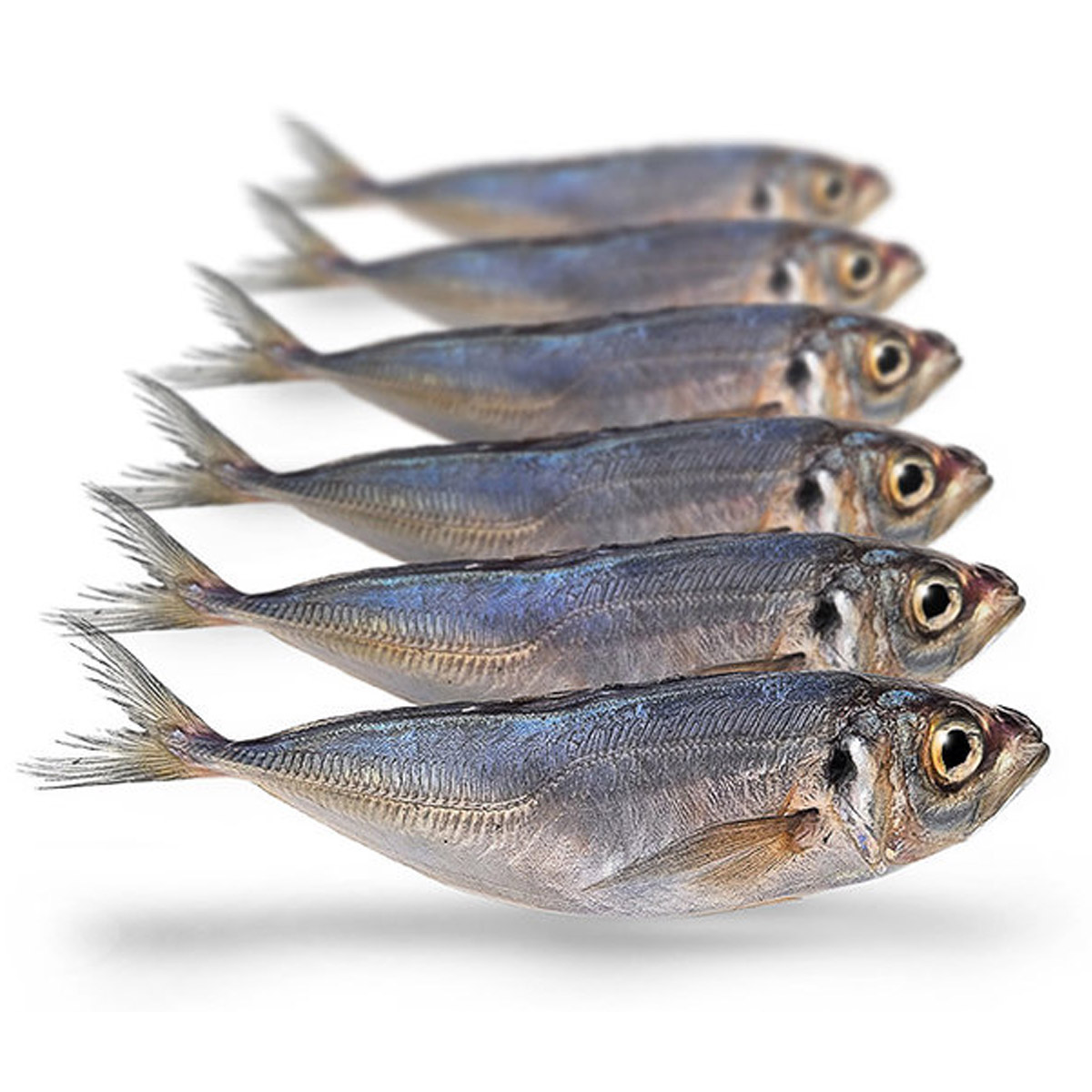 Prebaits Hors Makreel