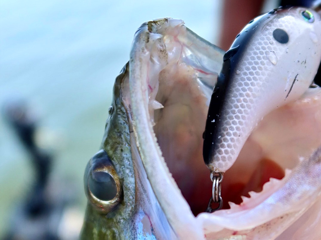 Snoekbaars vangen op een crankbait