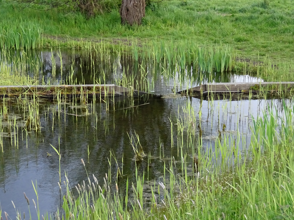 Paaiplekken van snoeken, snoekbaarzen en baarzen