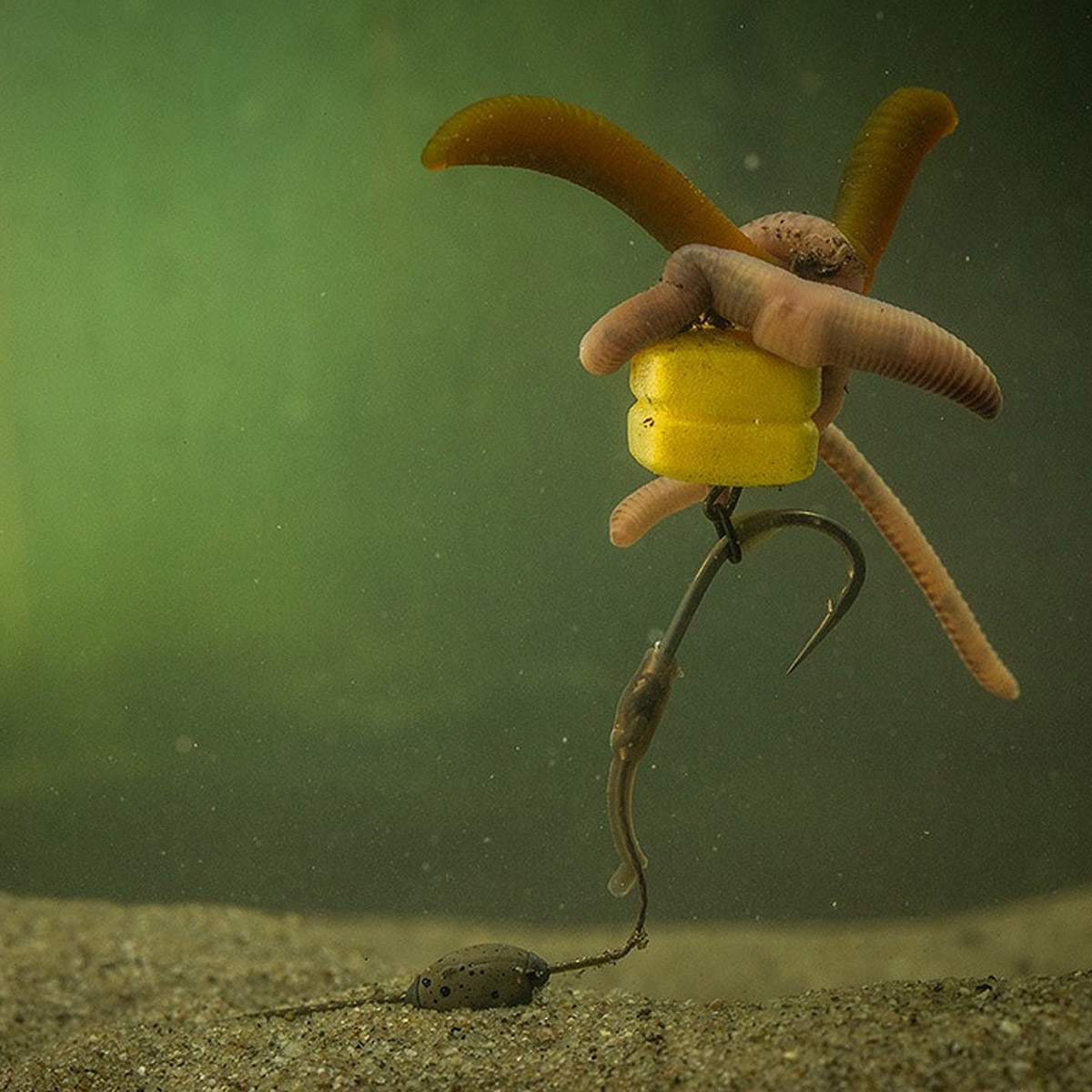 Pole Position Corn Maggot Clip Double