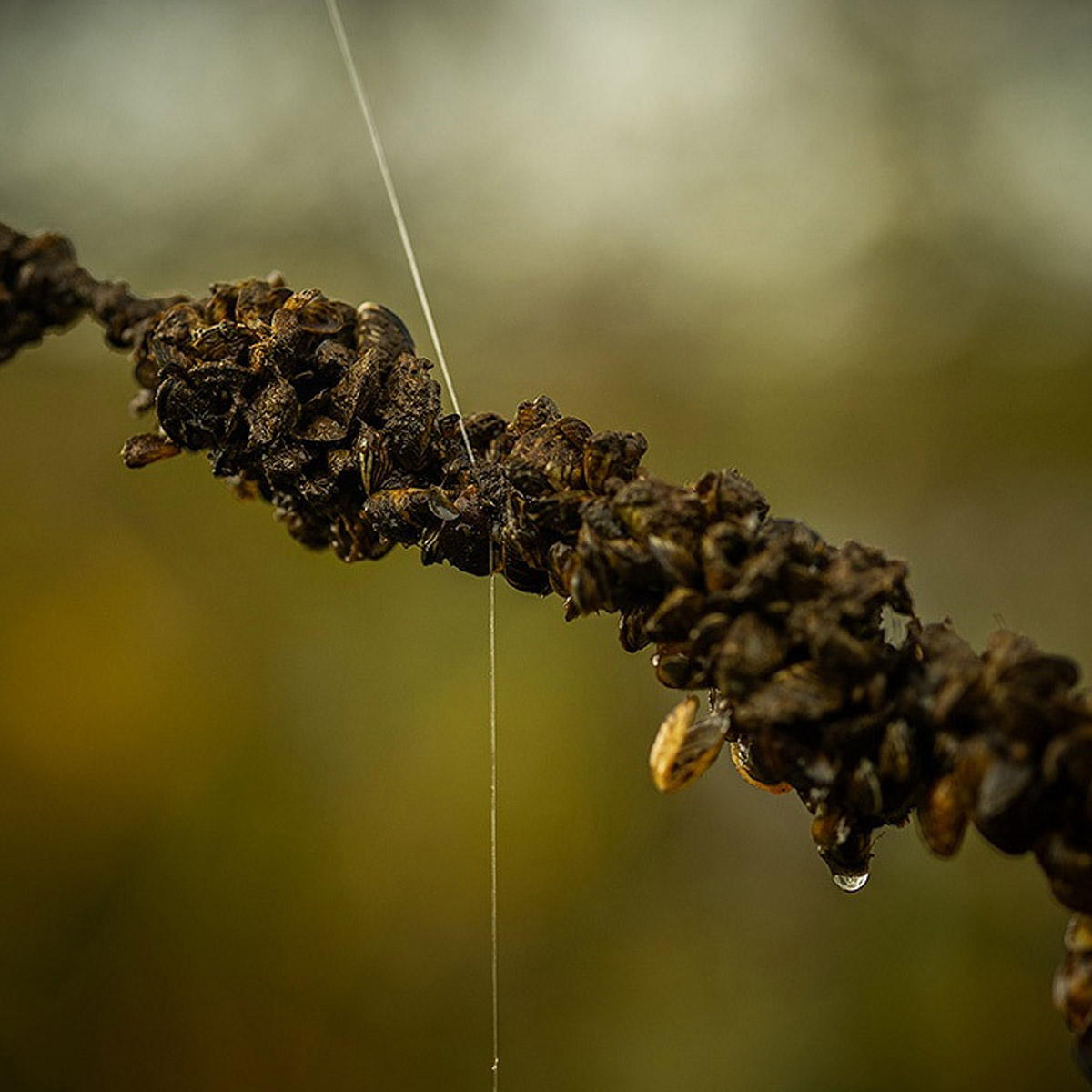 Pole Position Frontline Fluoro Carbon Shock & Snag Leader 50 Meter