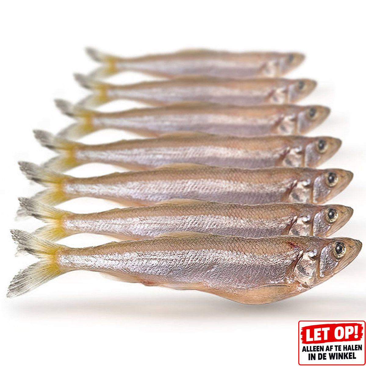 Prebaits Spiering Groot