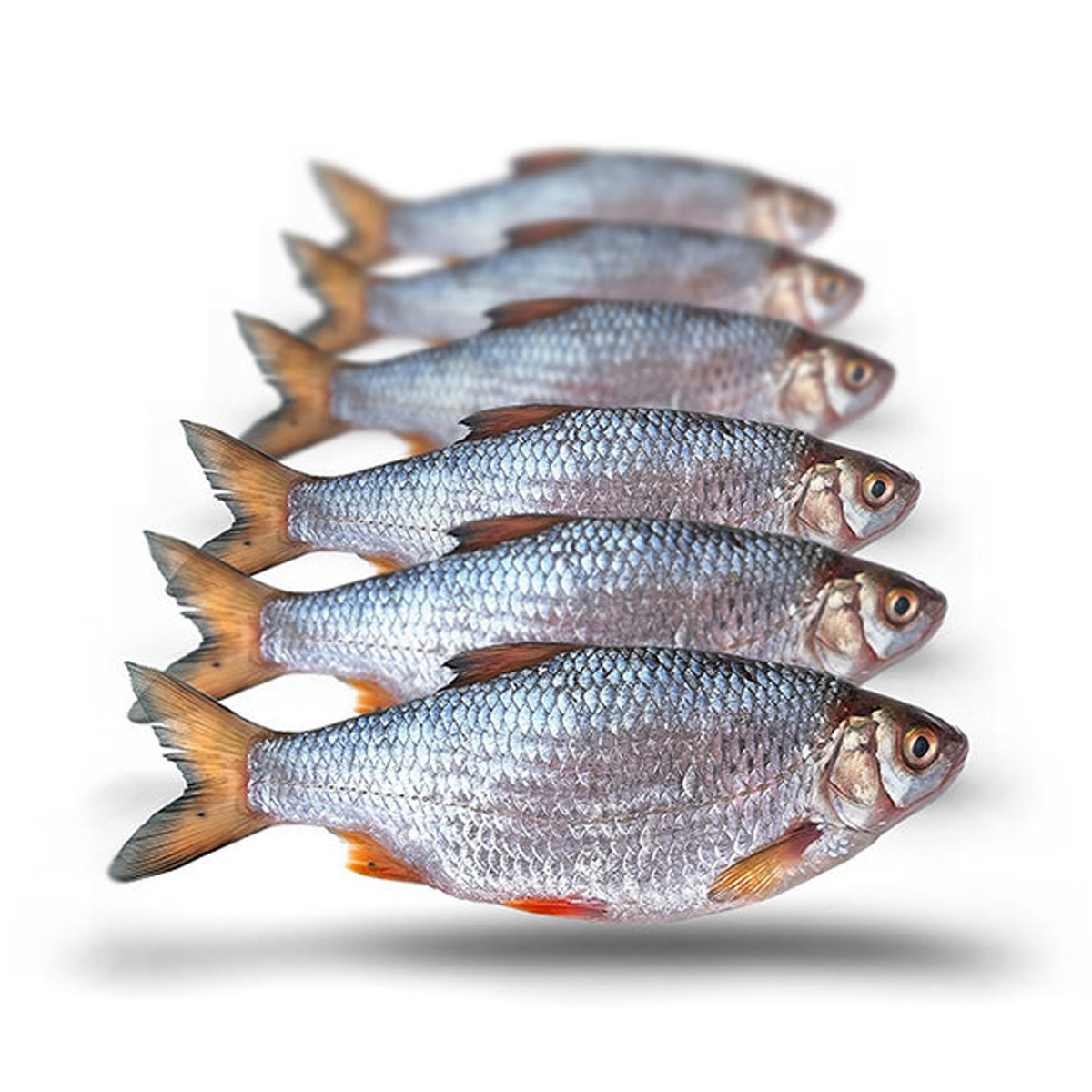 Prebaits Voorn / Kolblei Middel