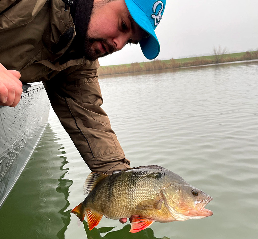 Baarzen zijn dol op een carolina rig i.c.m. een creature baits