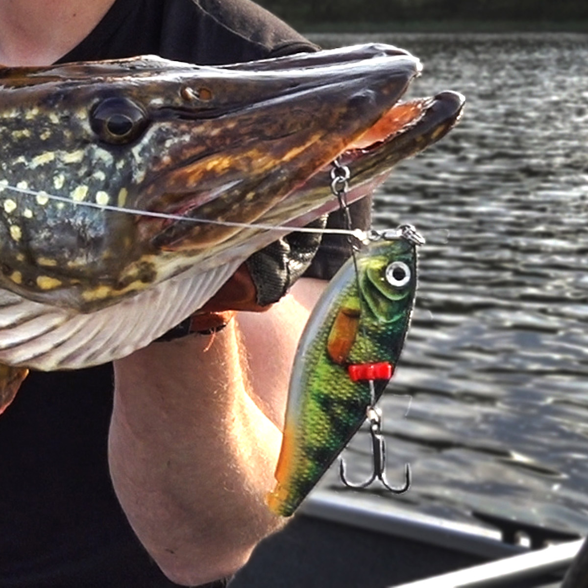 Rapala X-Rap Haku 14 CM