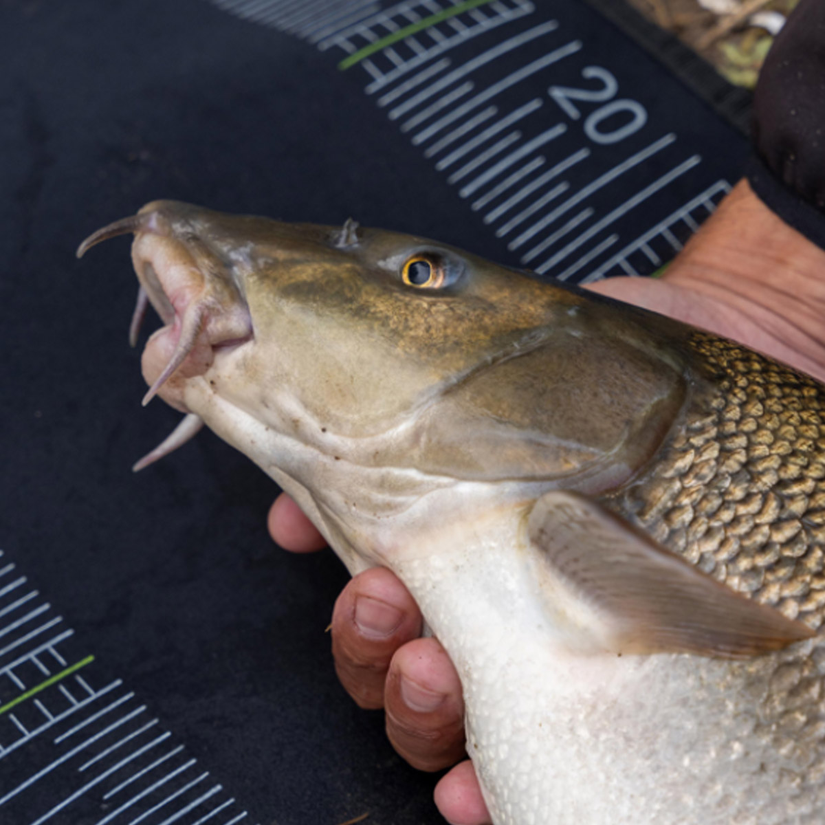 Korum Neoprene Measure Mat 1,2 Meter